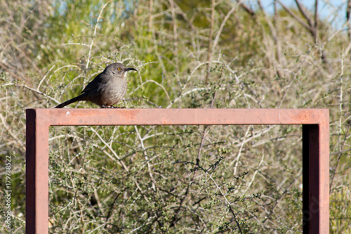 A Curve-Billed Thrasher (Toxostoma curvirostre) perched on a rectangular metal frame. photo