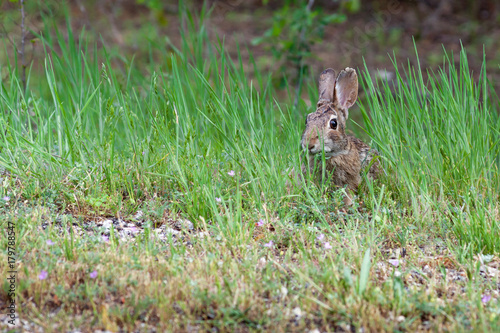 Eastern cottontail rabbit (Sylvilagus floridanus) sitting among some grass © Tim