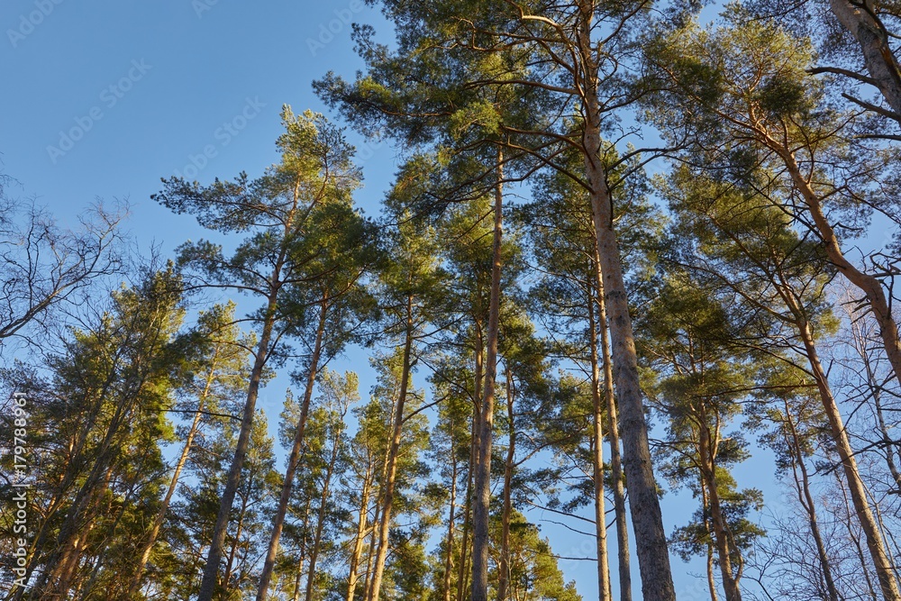 Tall pine trees Tall pine trees