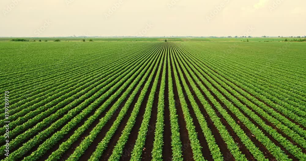 An aerial shot of soybean field ripening at spring season, agricultural landscape An aerial shot of soybean field ripening at spring season, agricultural landscape