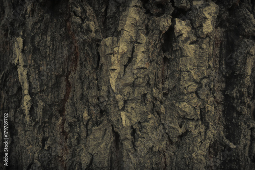 Vintage grunge wood bark texture background © Natcha