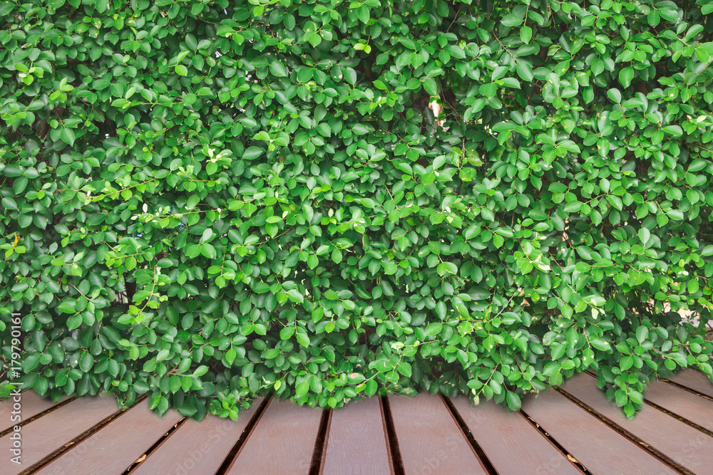 Naklejka premium Wooden floor and green leaf wall on background