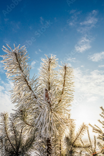 Needle-like branches of pine in the frost