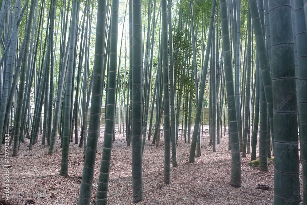 bamboos bamboos