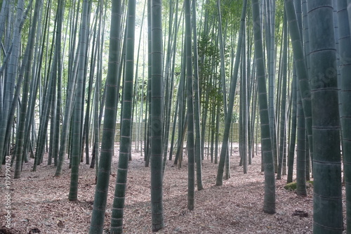 bamboos