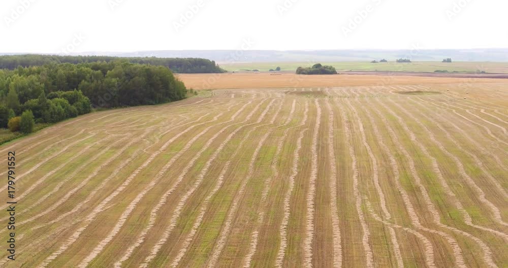 mown grass in field, aerial shot mown grass in field, aerial shot