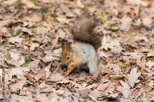 squirrel on an autumn foliage