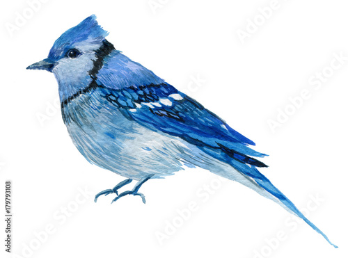 bird blue Jay illustration watercolor