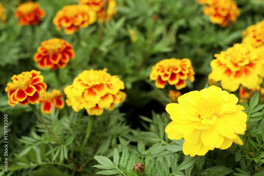 marigold flower in the garden marigold flower in the garden