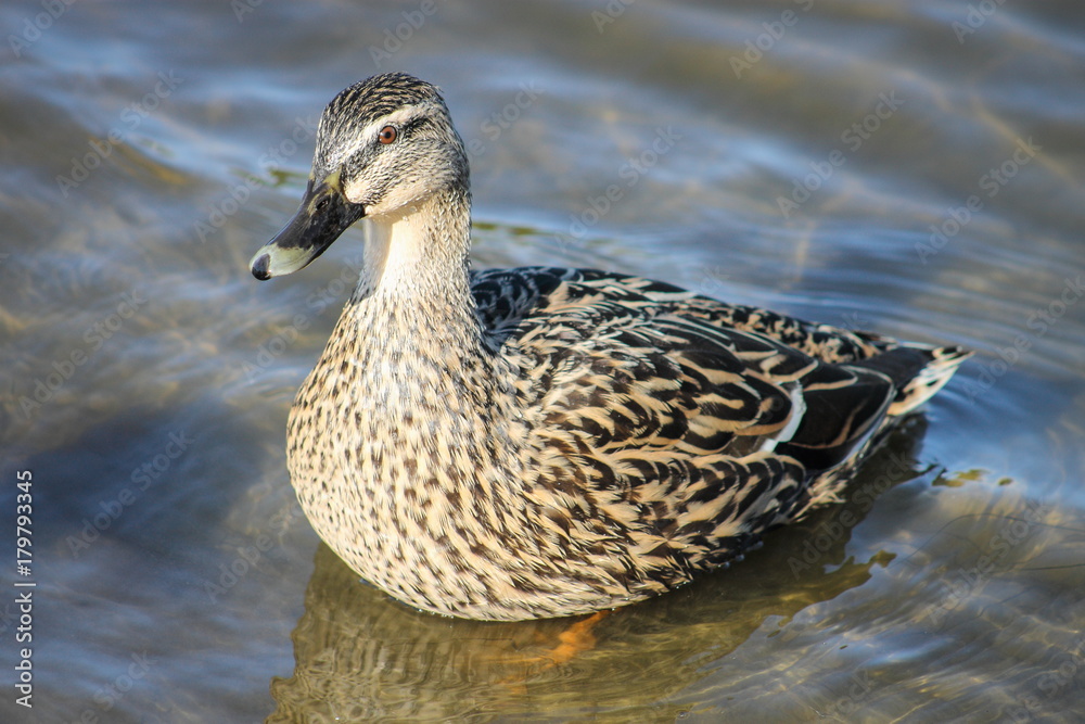 Close up image of a female Mallard Duck