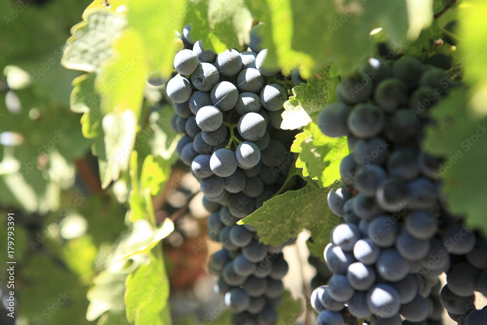 Cabernet Sauvignon grapes in Napa vineyard