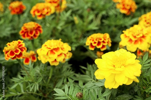 marigold flower in the garden