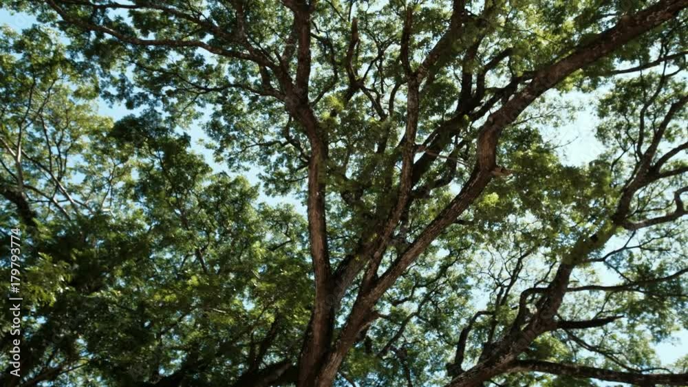 Branches of big tree, old tree with green spring leaves. Refreshing and oxygen Branches of big tree, old tree with green spring leaves. Refreshing and oxygen