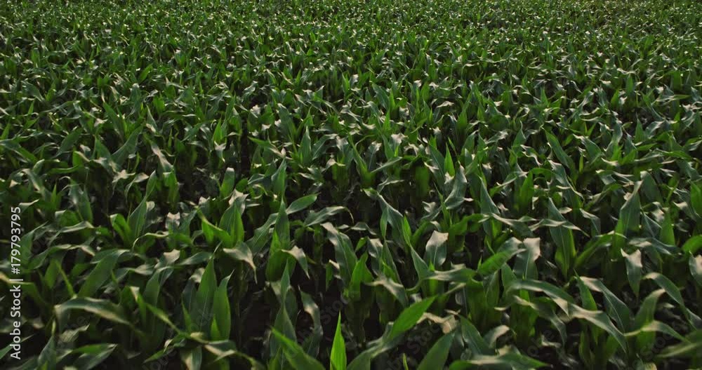 Aerial drone shot of a corn maize field, agricultural landscape Aerial drone shot of a corn maize field, agricultural landscape