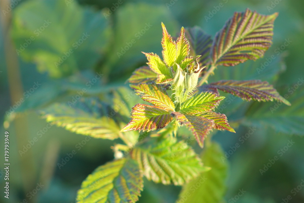 Close up image of green leaves growing and unfurling Close up image of green leaves growing and unfurling