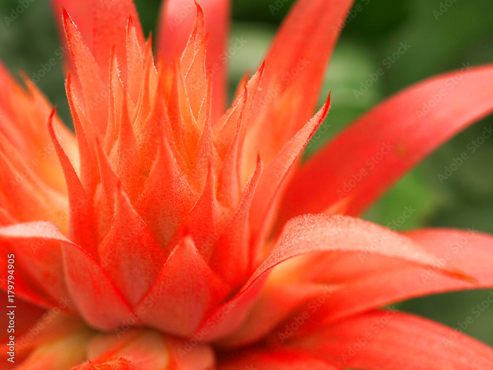Obraz premium Macro close up side view of red pink stacked petal flower of Bromeliad (Aechmea fasciata) decoration plant, with blurred green leaf bush background