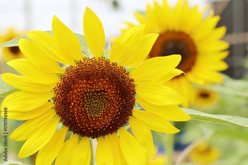 Obraz premium Sunflower field in nature