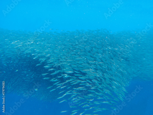 Sardines colony in blue sea. Massive fish school undersea photo.