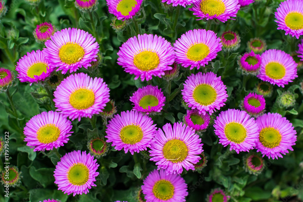 purple flowers growing in the garden purple flowers growing in the garden