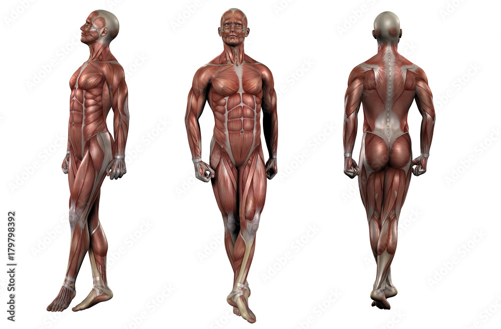 3d rendering medical illustration of the muscle 3d rendering medical illustration of the muscle