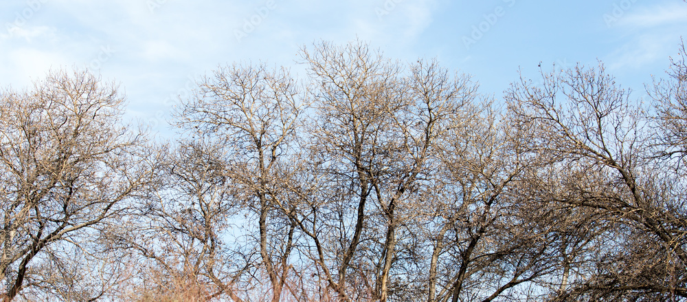 leafless tree branches against the blue sky leafless tree branches against the blue sky