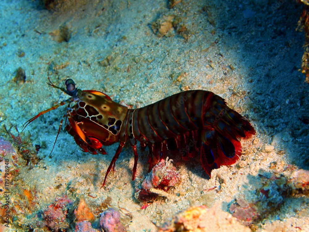 Mantis shrimp