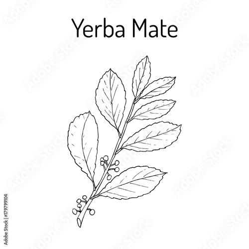 Yerba mate Ilex paraguariensis , medicinal plant