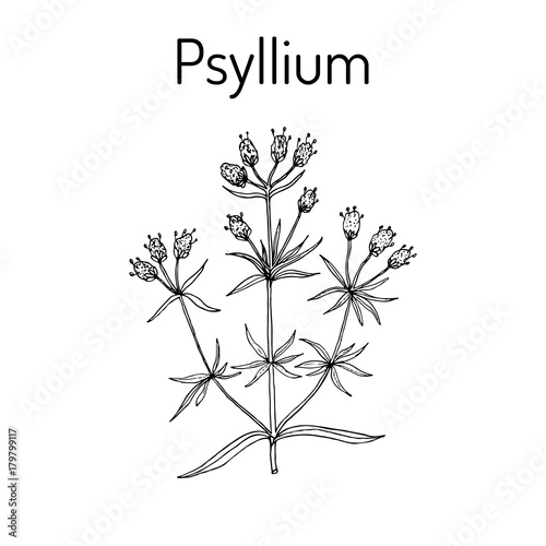 Ispaghula plantago psyllium , medicinal plant photo