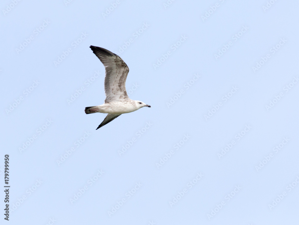 Obraz premium seagull in flight in the sky