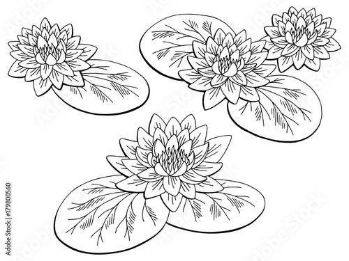 Water lily flower graphic black white isolated sketch illustration vector