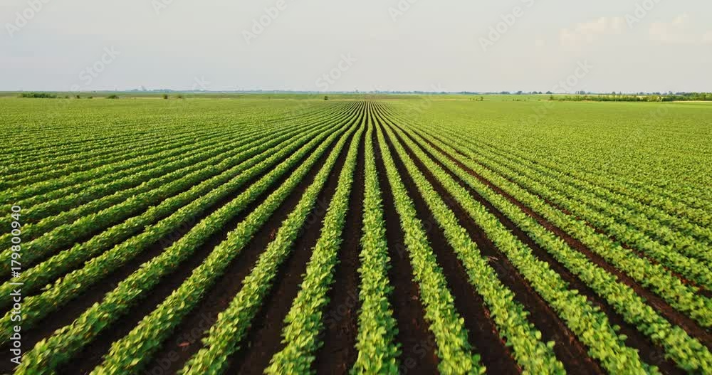 An aerial shot of soybean field ripening at spring season, agricultural landscape