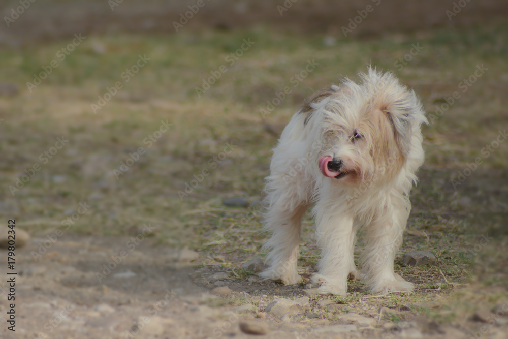 cute white  dog with soft fur in the wind in a farm, filtered tones