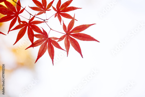 Beautiful autumn
