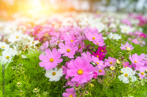 Fototapeta Naklejka Na Ścianę i Meble -  beautiful cosmos flowers in the garden at sunny day