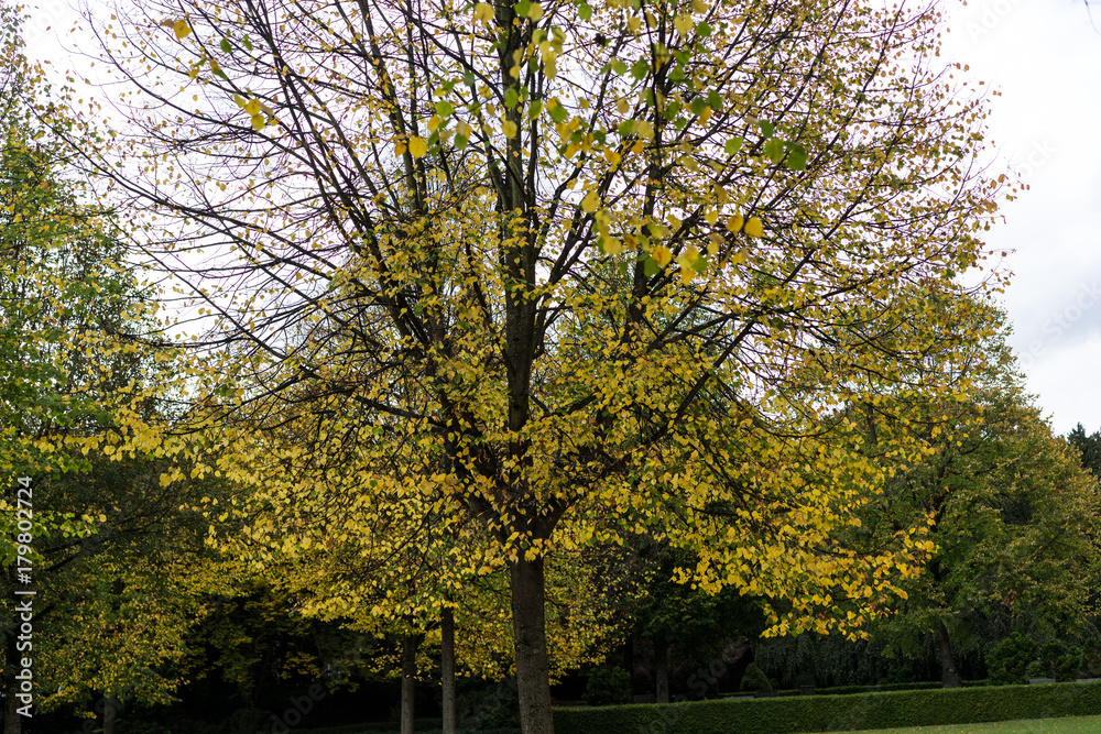 colorful trees in autumn fall with cloudy sky background