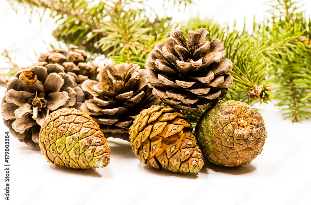 Fototapeta premium set of pine cones with fir tree brunch