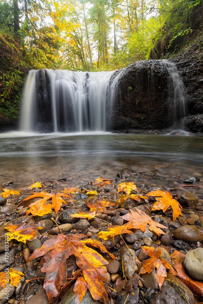 Fototapeta premium Fall Maple Leaves at Hidden Falls in Happy Valley Oregon USA