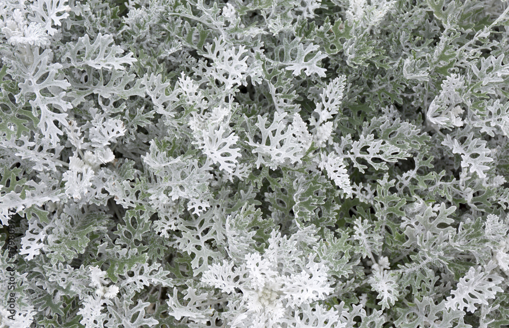 Cineraria maritima silver dust. Soft Focus Dusty Miller Plant. Background Texture Cineraria maritima silver dust. Soft Focus Dusty Miller Plant. Background Texture