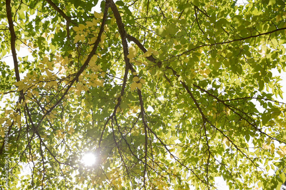 Fototapeta premium Fall Tree
