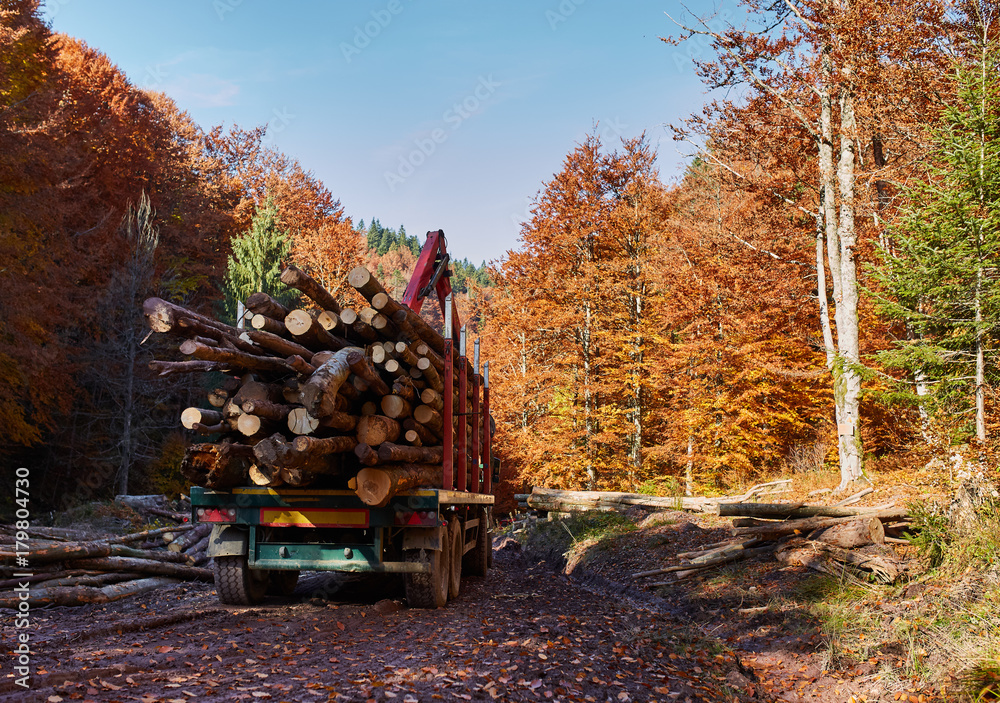 Lorry transporting wood cut