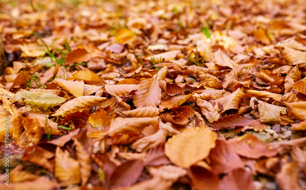 Closeup of fallen leaves Closeup of fallen leaves