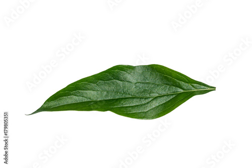 Peony leaf