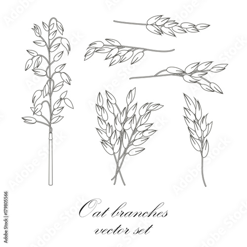 Oat branches set - vector illustration 