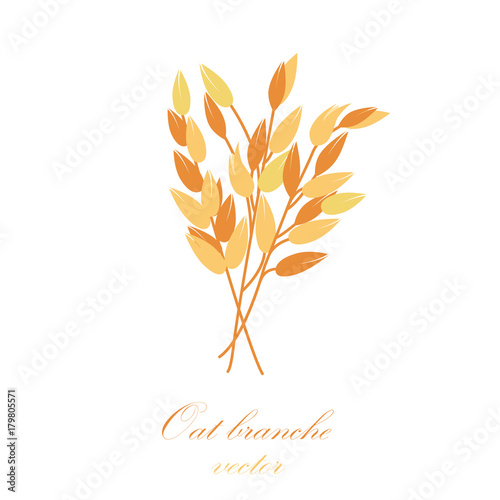 Oat branches set - vector illustration 