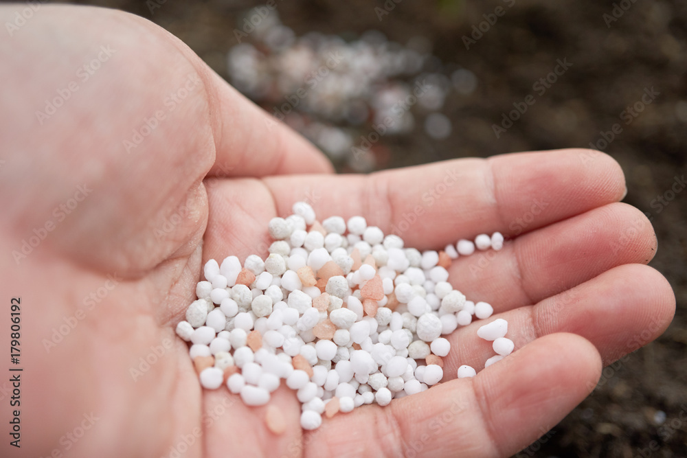 fertilizer in farmer hand fertilizer in farmer hand