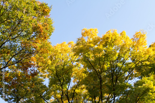 Tokyo central city in autumn / Fall scenery around the Imperial Palace in the central of Tokyo,Japan