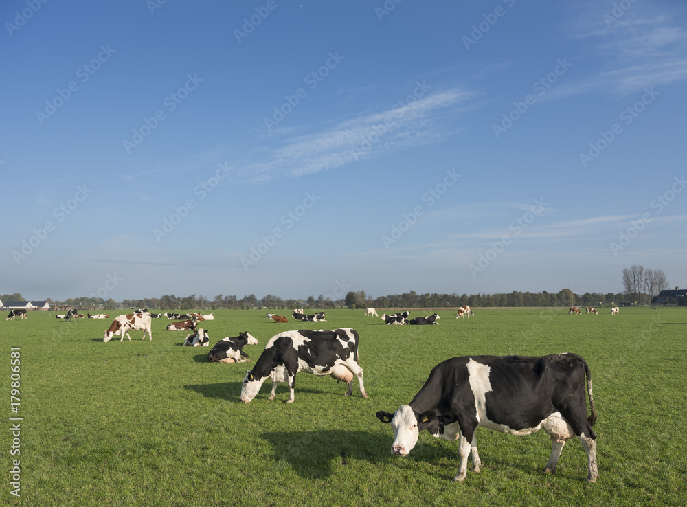 holstein cows in green meadow of dutch landsape in the netherlands holstein cows in green meadow of dutch landsape in the netherlands