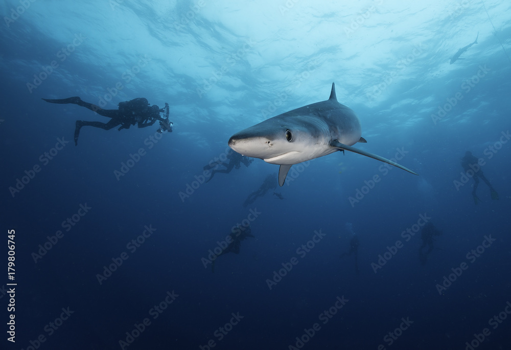 Fototapeta premium Blue shark with divers in the background, Western Cape, South Africa.