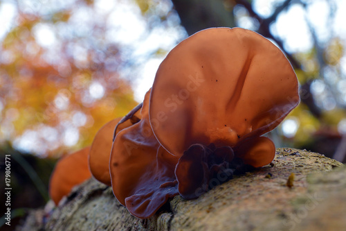 auricularia auricula-judae fungus
