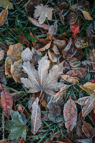 First Frost. Frozen leaves